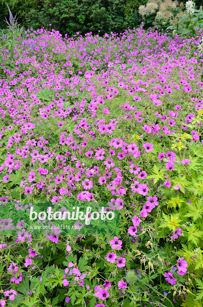 522034 - Géranium d'Arménie (Geranium psilostemon 'Patricia')