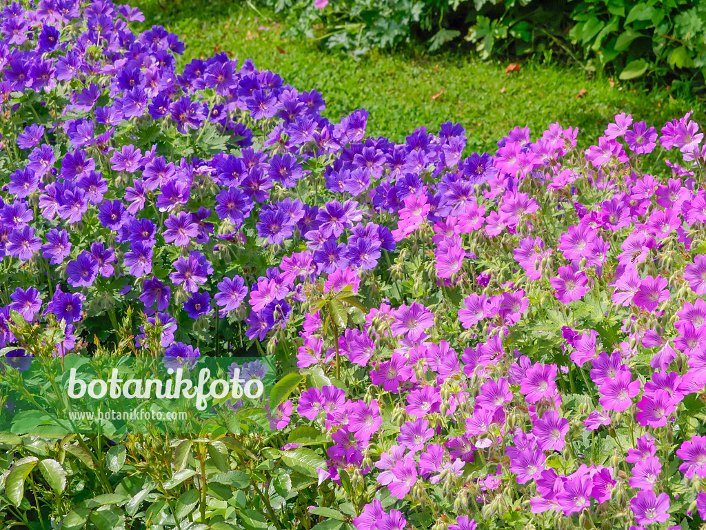 426052 - Géranium (Geranium x magnificum)