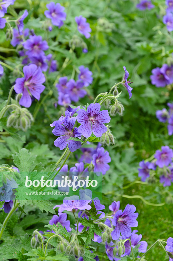 496306 - Géranium (Geranium x magnificum)