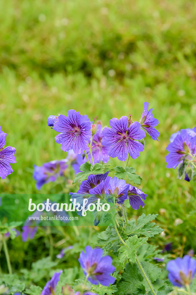 593087 - Géranium (Geranium x magnificum 'Rosemoor')