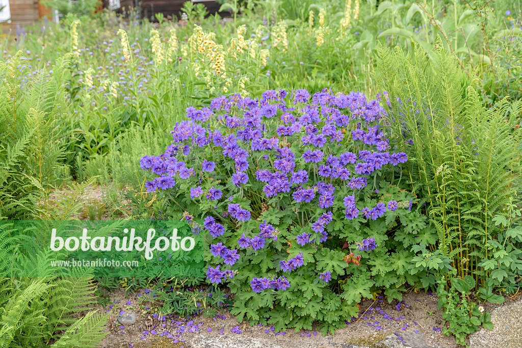 607053 - Géranium (Geranium x magnificum 'Rosemoor')