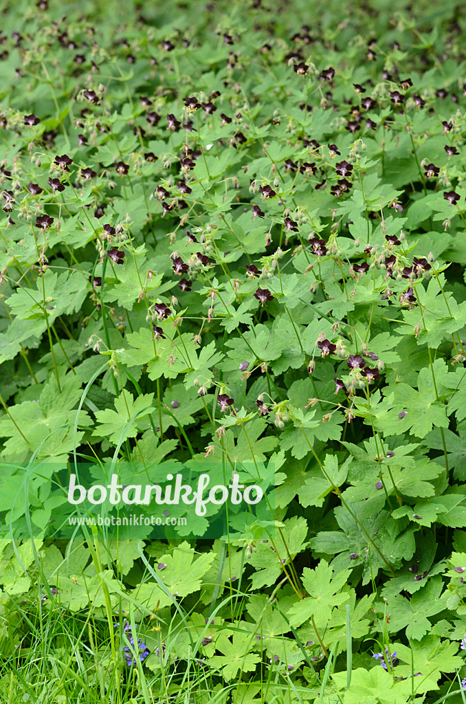 520288 - Géranium livide (Geranium phaeum)