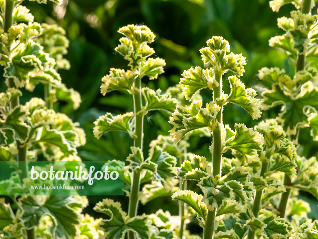 426130 - Géranium odorant à feuilles crispées et citronnées (Pelargonium crispum 'Variegatum')