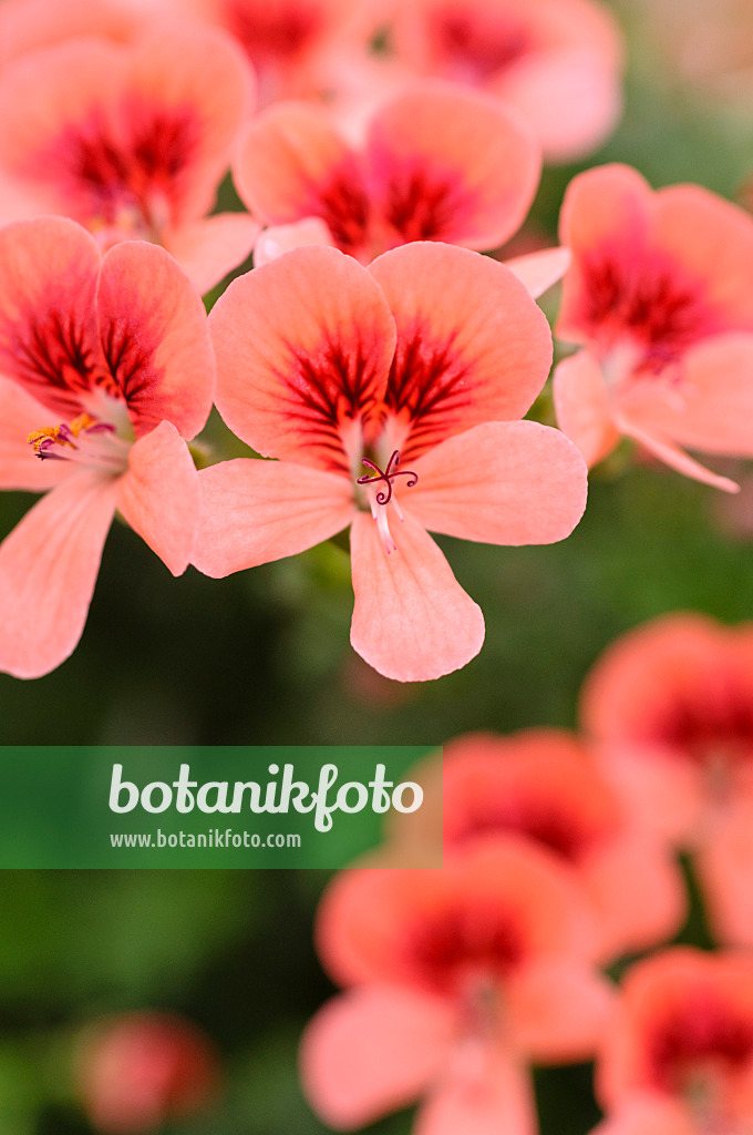 484110 - Géranium odorant à feuilles crispées et citronnées (Pelargonium crispum 'Angeleyes Orange')