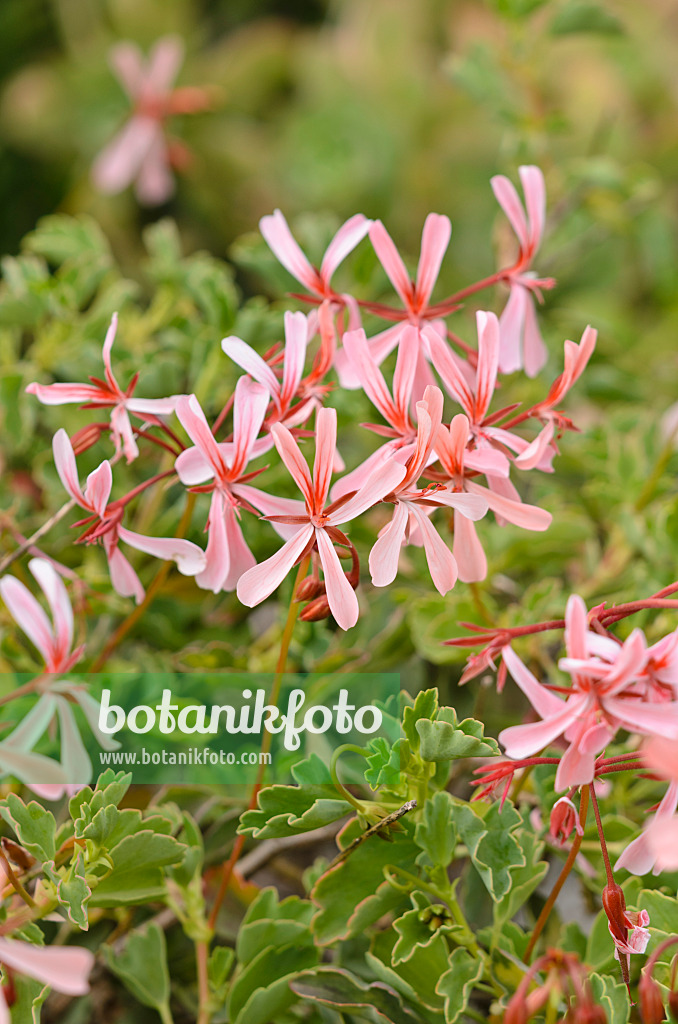 533031 - Géranium (Pelargonium acetosum)