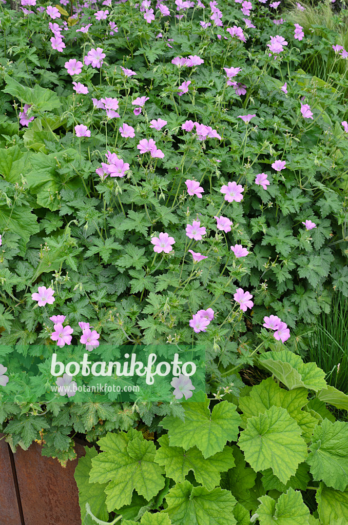 508108 - Géranium sanguin (Geranium sanguineum)