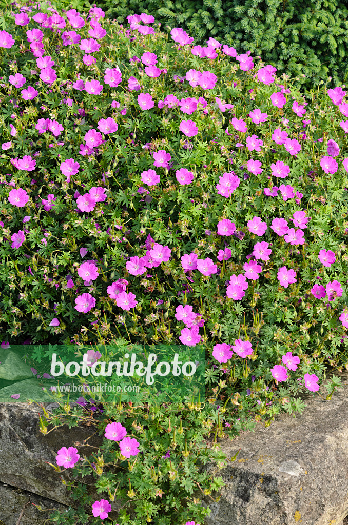 522024 - Géranium sanguin (Geranium sanguineum 'Nanum')