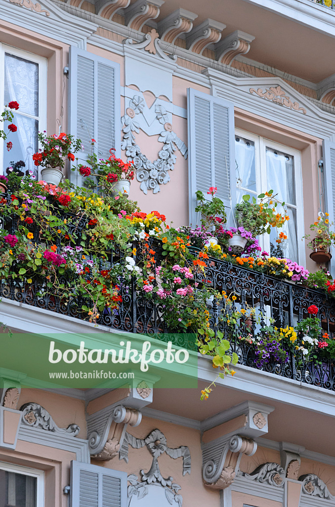 533098 - Géraniums (Geranium), capucines (Tropaeolum) et pétunias (Petunia)