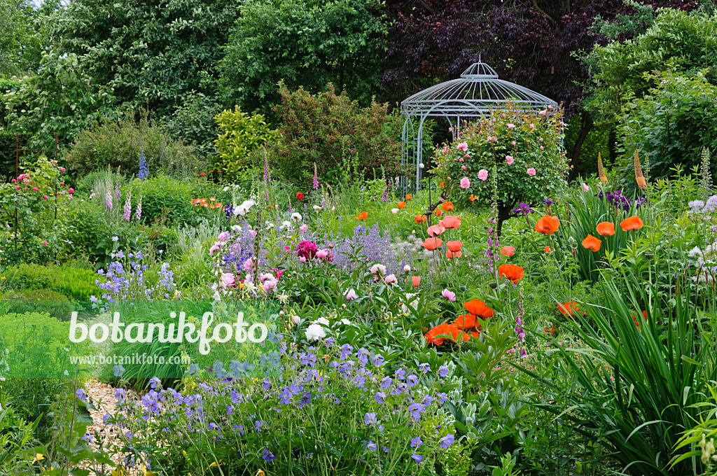 473074 - Géraniums (Geranium), pavots d'Orient (Papaver orientale), rosiers (Rosa), pivoines (Paeonia) et digitale (Digitalis) avec un gazébo