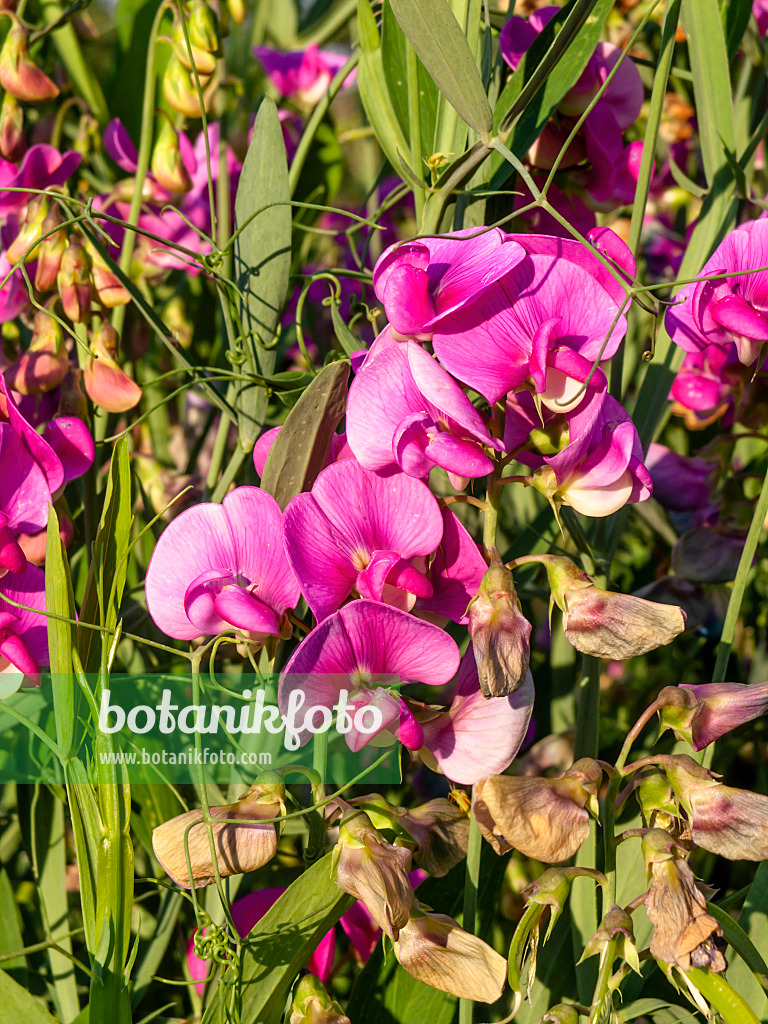 462069 - Gesse à larges feuilles (Lathyrus latifolius)