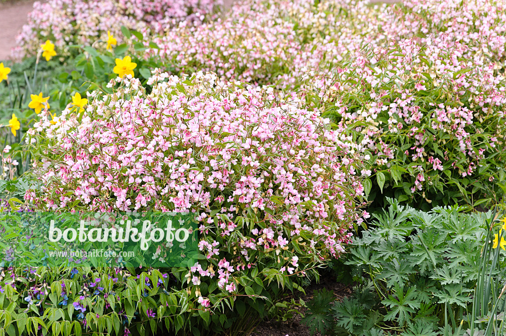 471200 - Gesse de printemps (Lathyrus vernus 'Alboroseus')