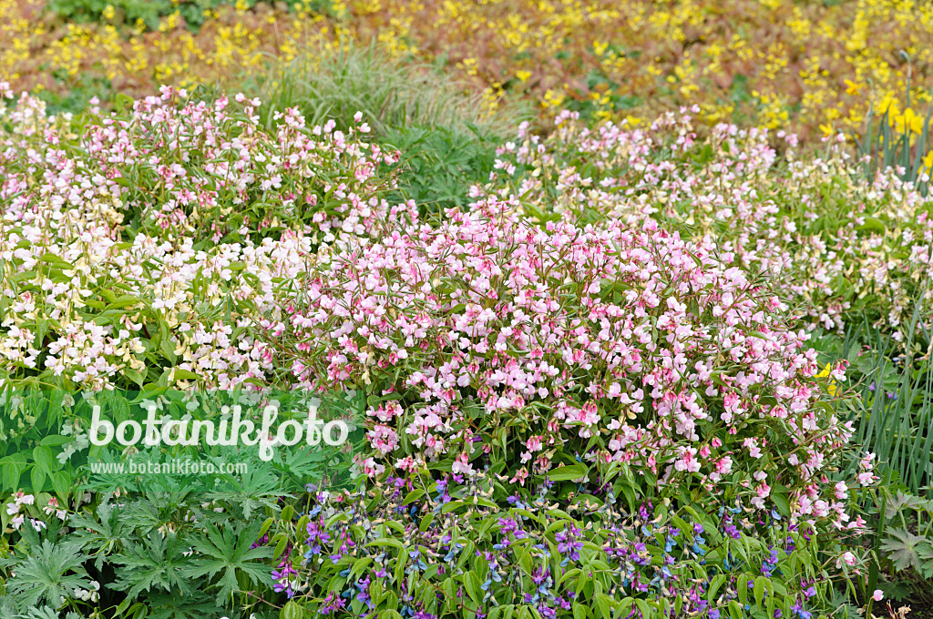 471201 - Gesse de printemps (Lathyrus vernus 'Alboroseus')