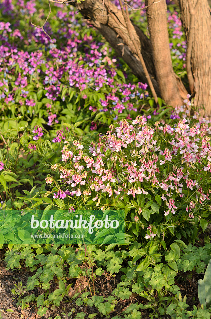 519176 - Gesse de printemps (Lathyrus vernus 'Alboroseus')