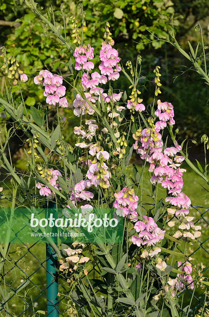 534182 - Gesse odorante (Lathyrus odoratus) à une clôture de jardin