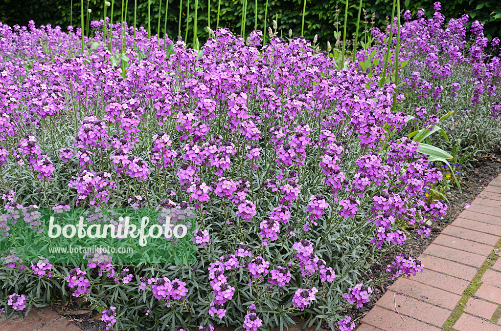 545010 - Giroflée (Erysimum cheiri 'Bowles Mauve')