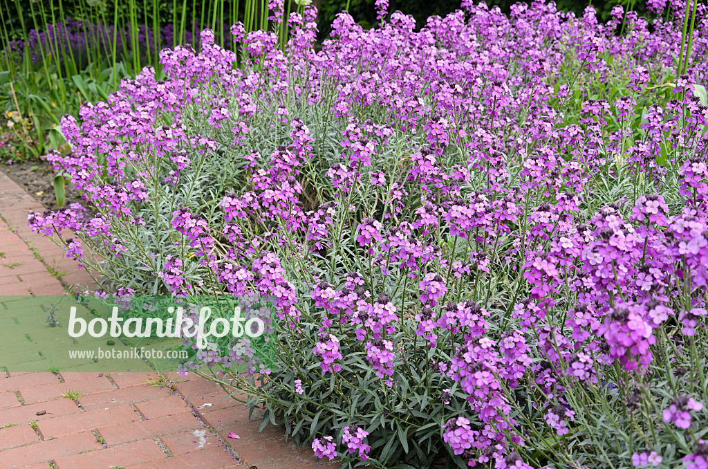 545011 - Giroflée (Erysimum cheiri 'Bowles Mauve')