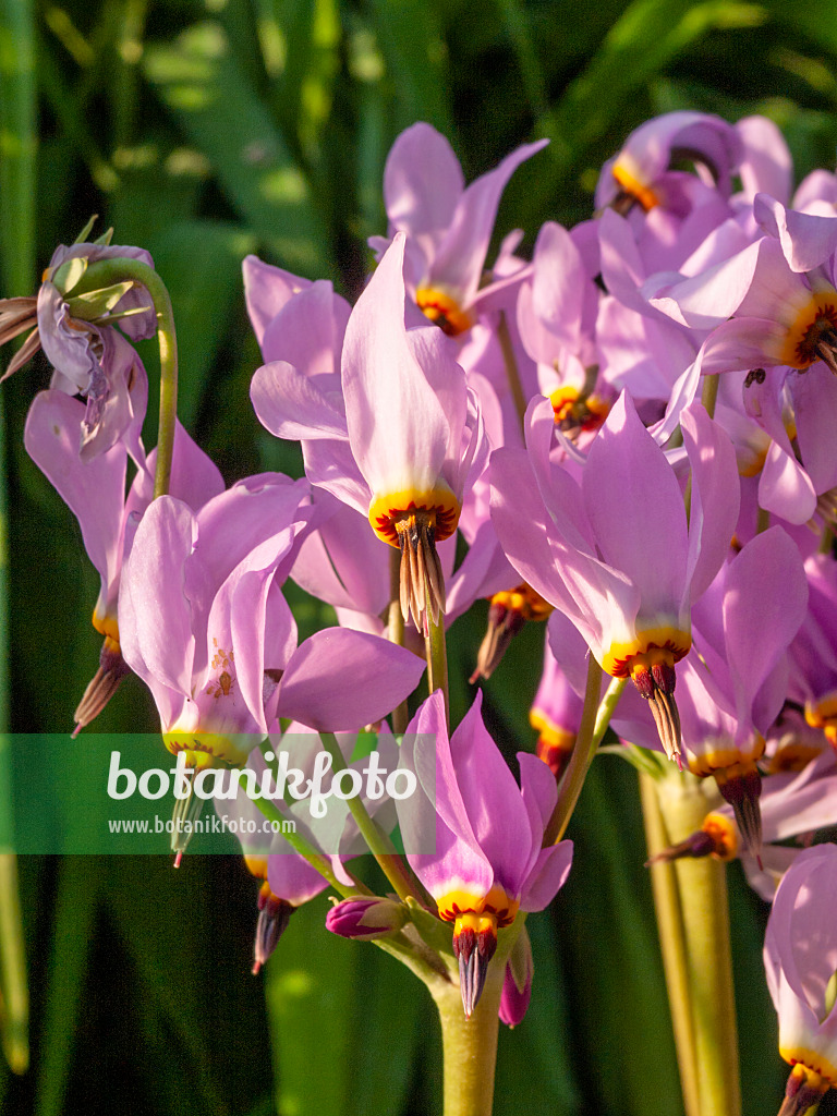 401245 - Giroselle de Virginie (Dodecatheon meadia)