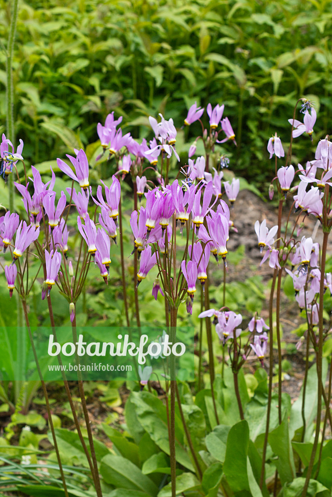 556135 - Giroselle de Virginie (Dodecatheon meadia)