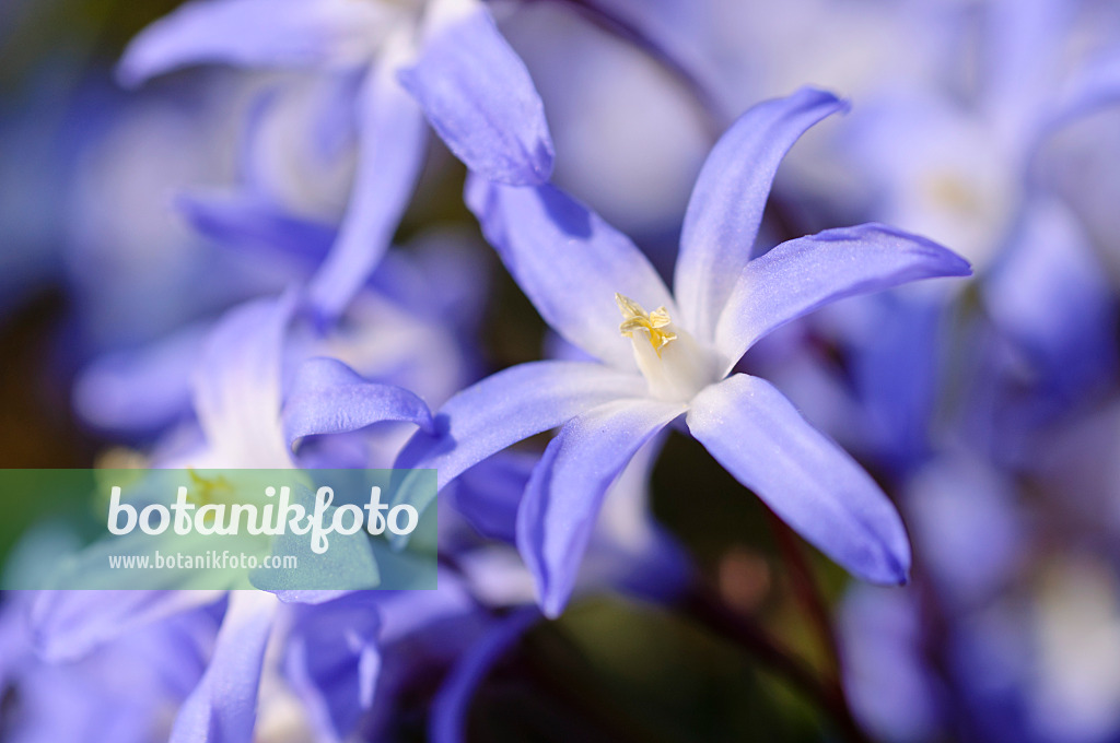 471003 - Gloire des neiges (Chionodoxa forbesii syn. Scilla forbesii)