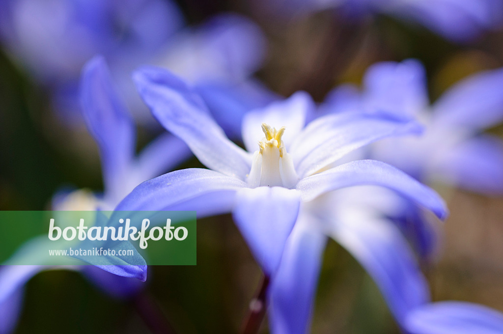 471004 - Gloire des neiges (Chionodoxa forbesii syn. Scilla forbesii)