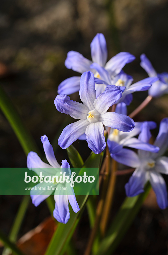 495009 - Gloire des neiges (Chionodoxa forbesii syn. Scilla forbesii)