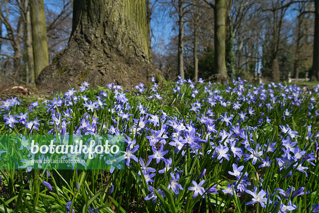 570006 - Gloire des neiges (Chionodoxa forbesii syn. Scilla forbesii)