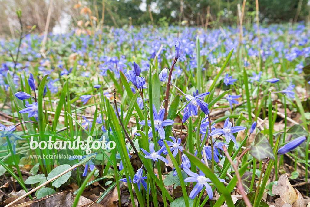 566102 - Gloire des neiges (Chionodoxa luciliae syn. Scilla luciliae)