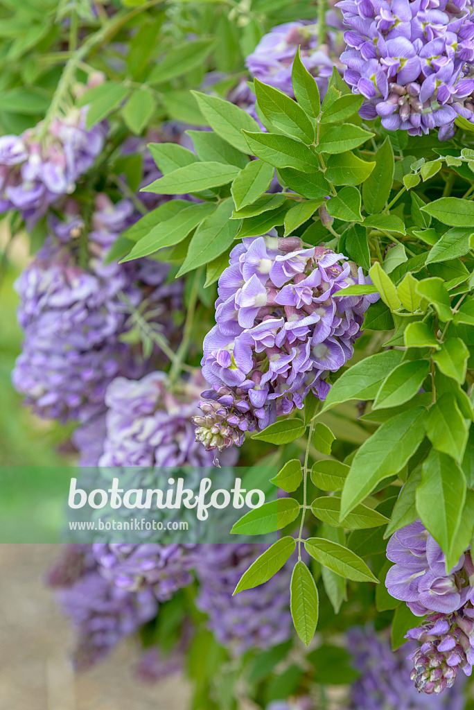 575356 - Glycine d'Amérique (Wisteria frutescens 'Amethyst Falls')