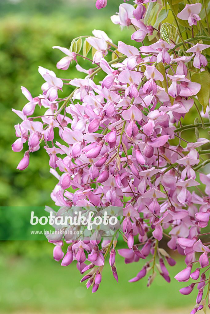 607227 - Glycine floribonde (Wisteria brachybotrys 'Showa-beni')