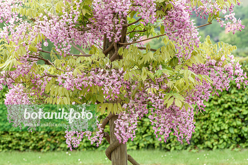 607228 - Glycine floribonde (Wisteria brachybotrys 'Showa-beni')