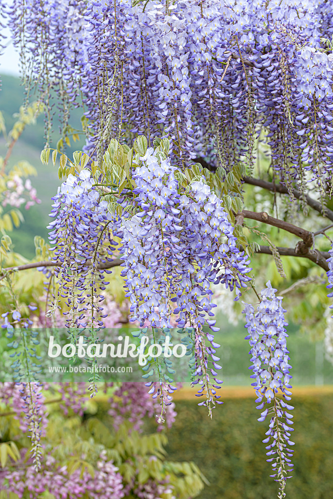 607229 - Glycine floribonde (Wisteria floribunda 'Blue Dream')