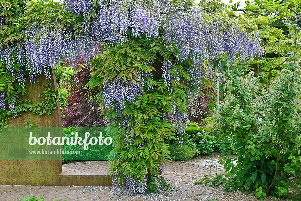 502456 - Glycine floribonde (Wisteria floribunda 'Multijuga')