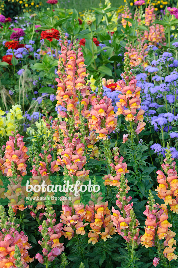 475188 - Grand muflier (Antirrhinum majus), agérate du Mexique (Ageratum houstonianum) et zinnia (Zinnia)