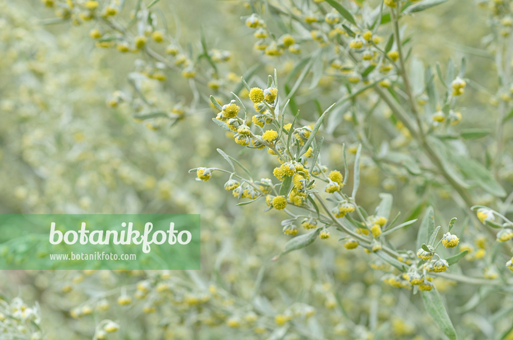 499132 - Grande absinthe (Artemisia absinthium)