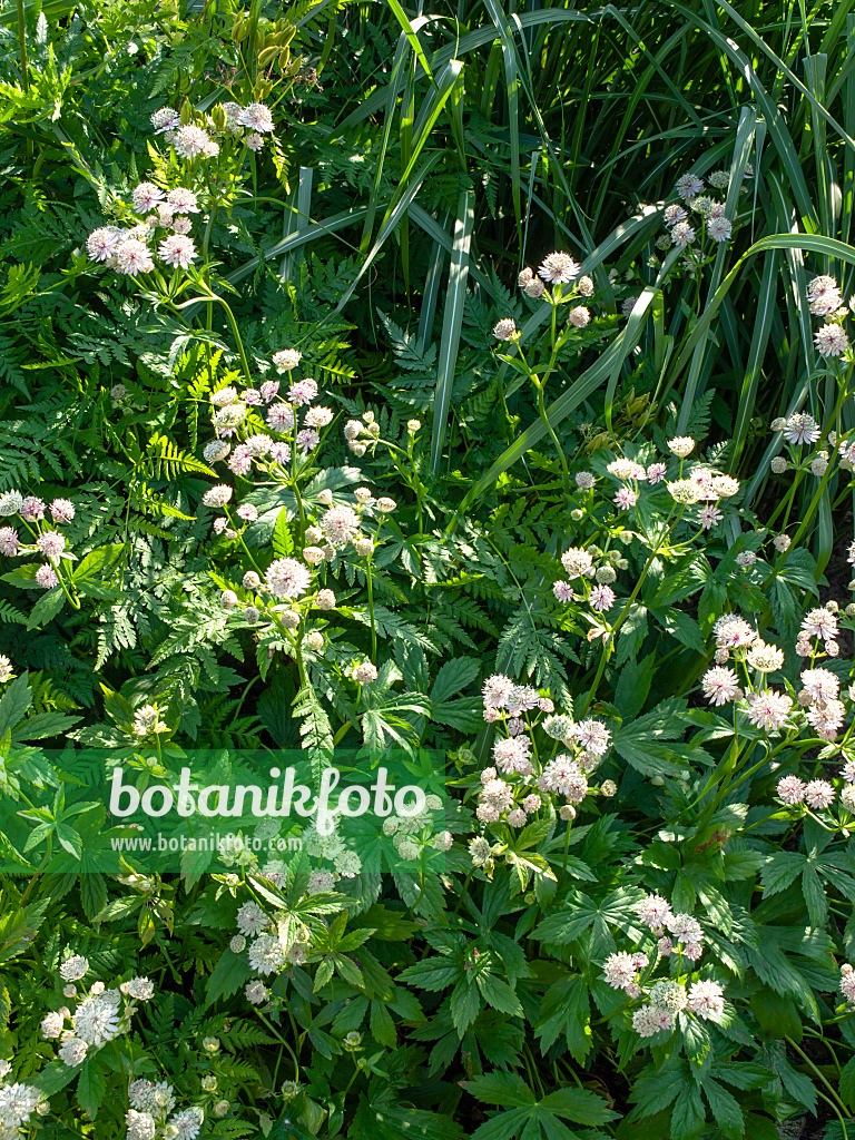 438286 - Grande astrance (Astrantia major)