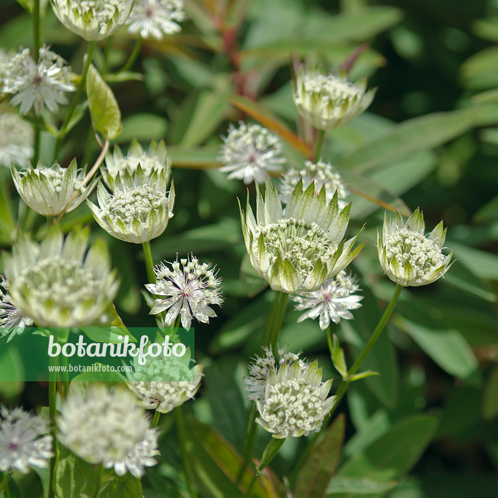 517428 - Grande astrance (Astrantia major)