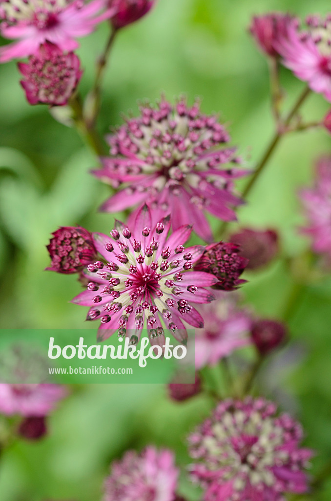 497173 - Grande astrance (Astrantia major 'Dark Shiny Eyes')