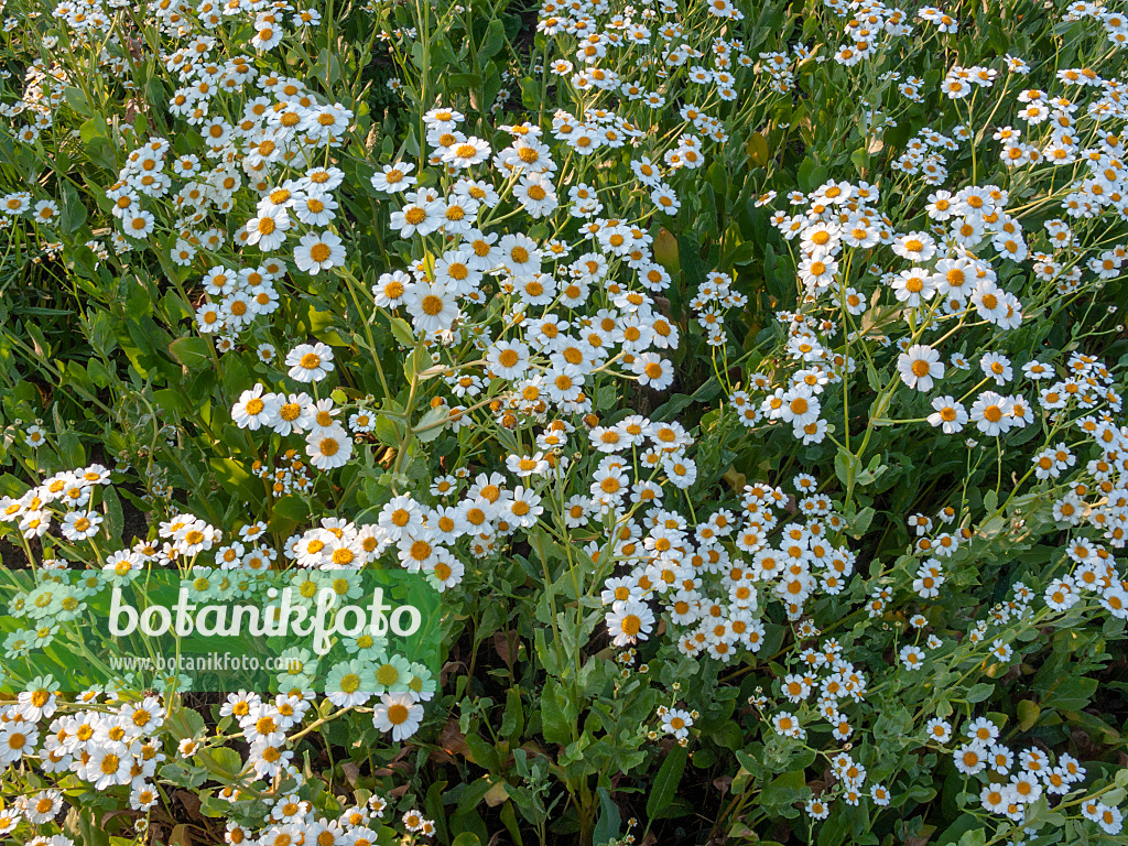 415003 - Grande balsamite (Tanacetum balsamita syn. Balsamita major)