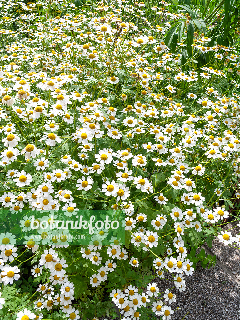 439206 - Grande camomille (Tanacetum parthenium)