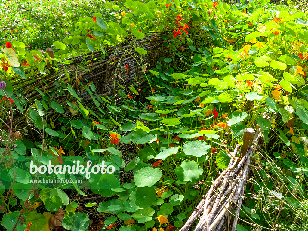 453150 - Grande capucine (Tropaeolum majus)