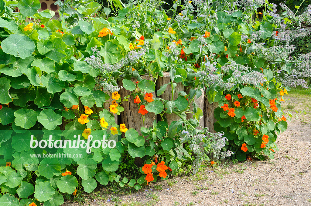 474246 - Grande capucine (Tropaeolum majus) et bourrache officinale (Borago officinalis)