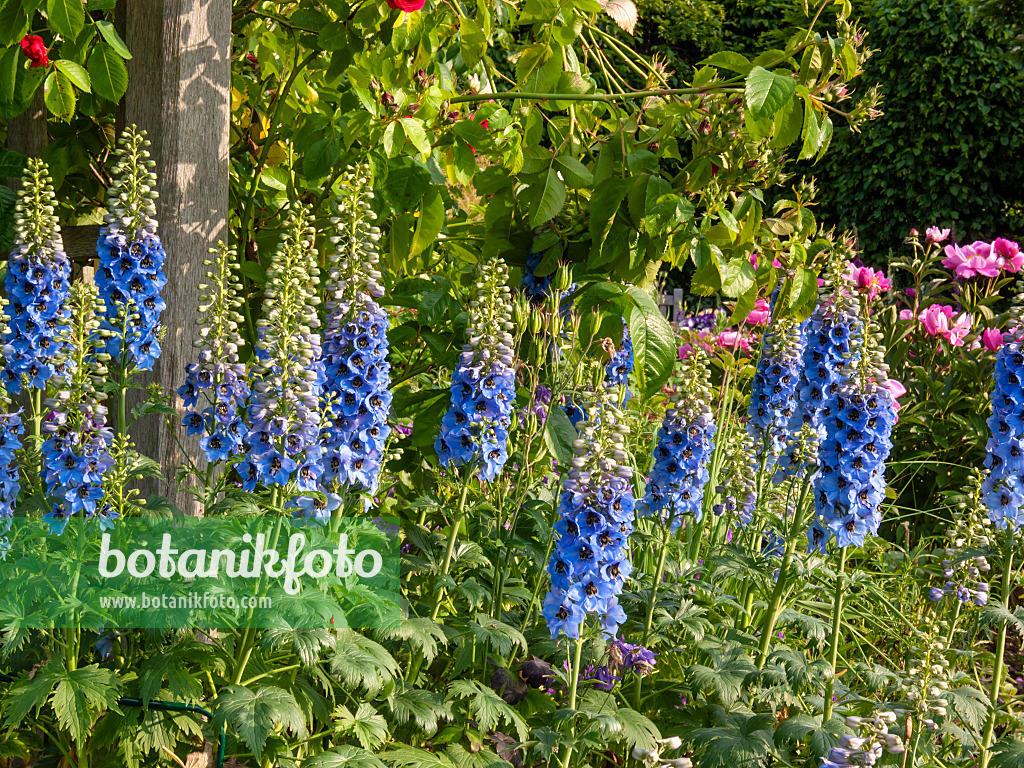 414036 - Grande dauphinelle (Delphinium elatum)