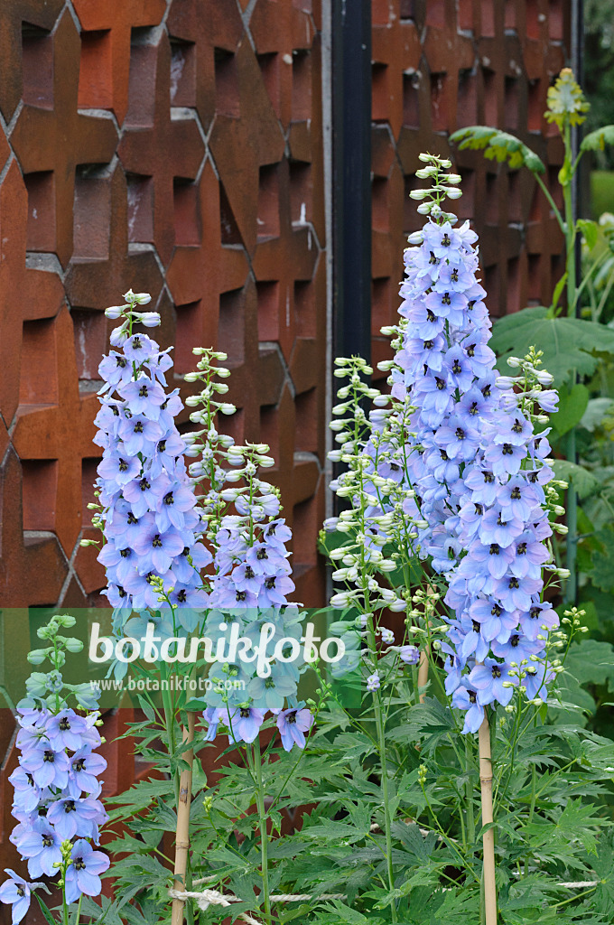 473036 - Grande dauphinelle (Delphinium elatum)