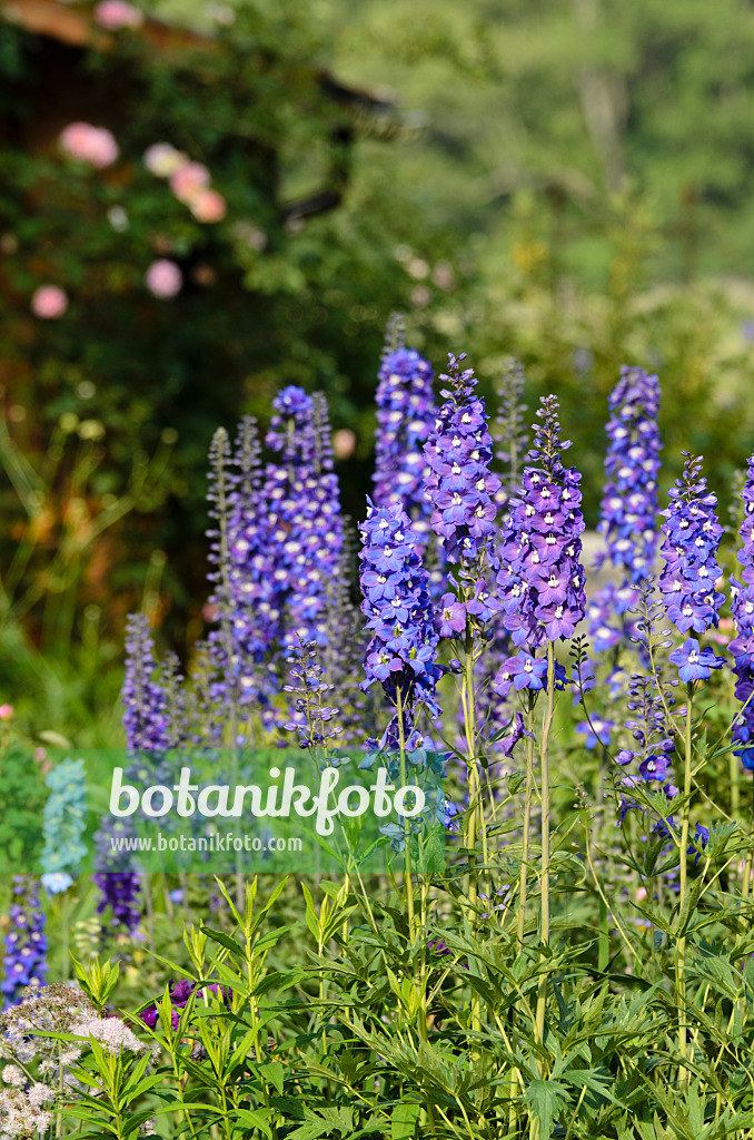 497164 - Grande dauphinelle (Delphinium elatum)