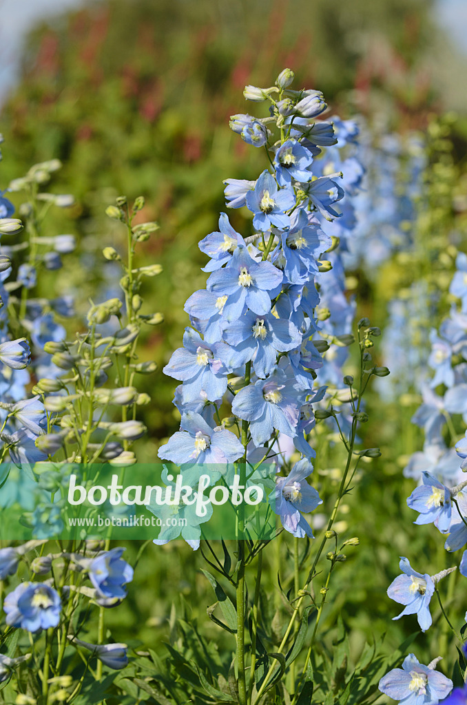 499158 - Grande dauphinelle (Delphinium elatum 'Berghimmel')