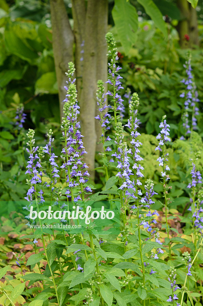 535094 - Grande lobélie (Lobelia siphilitica)