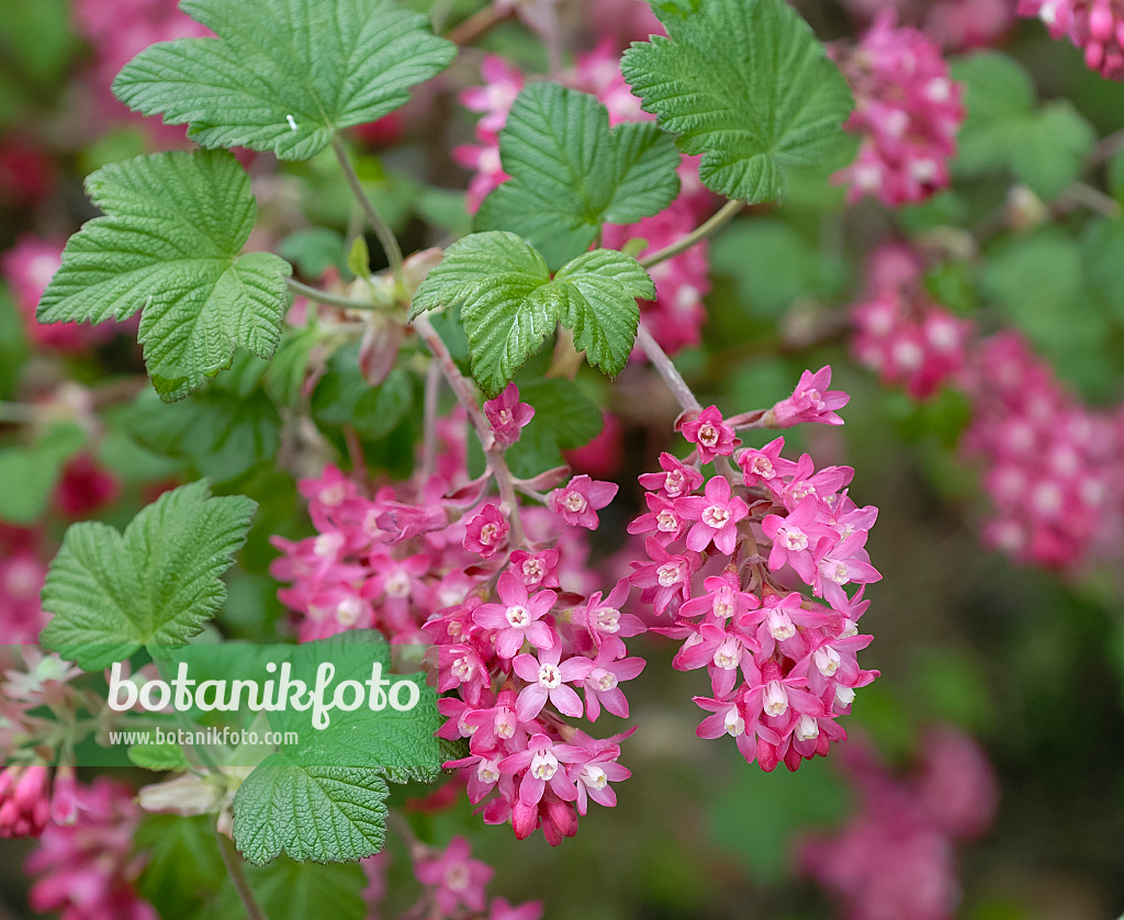 471456 - Groseillier à fleurs (Ribes sanguineum 'King Edward VII')