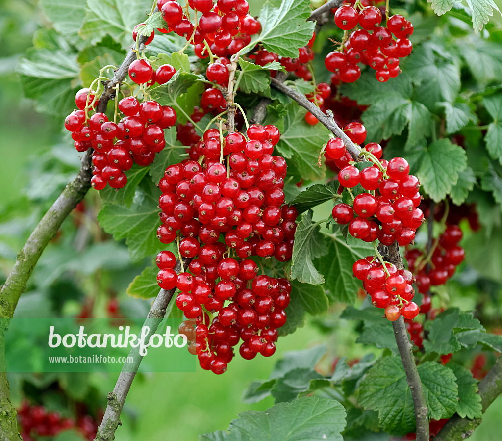 454076 - Groseillier à grappes (Ribes rubrum 'Herosta')