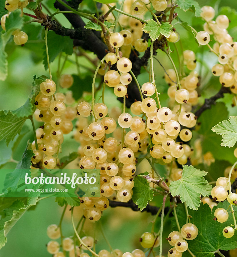 454077 - Groseillier à grappes (Ribes rubrum 'Primus')