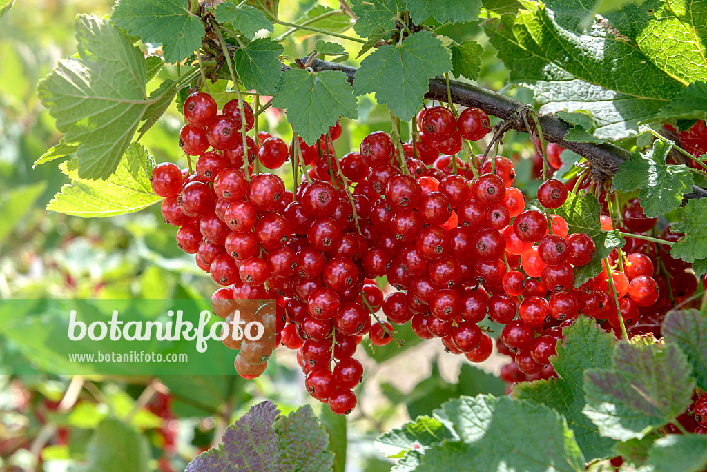 558233 - Groseillier à grappes (Ribes rubrum 'Rolan')